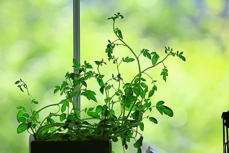 小麦 环境 生活 美丽的 颜色 成长 植物学 拍摄 特写镜头