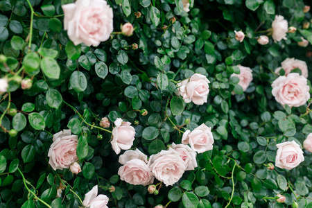 公园 玫瑰 花瓣 情人 自然 激情 植物区系 灌木 美女