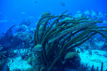 动物 生活 印度尼西亚 巴厘岛 暗礁 美丽的 长笛 在下面