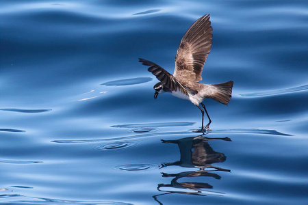 跳舞 海洋 动物 动物群 太平洋 野生动物 海鸟 自然 拍打