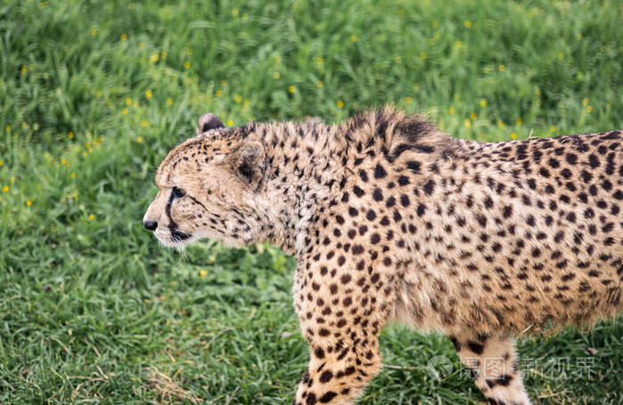 一只猎豹悄悄地穿过绿色的草地