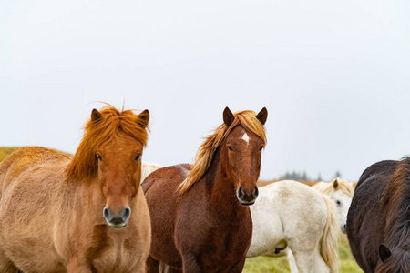 几种颜色的冰岛马在平静的草地上，冰岛
