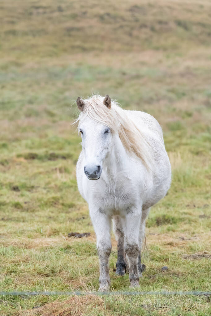 一匹白马在平静的草地上冰岛