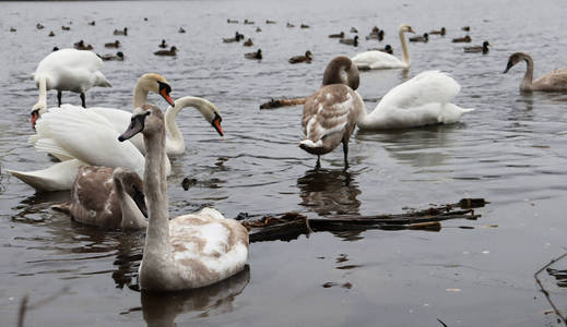 野生动物 池塘 美丽的 动物 冬天 鸭子 自然 天鹅