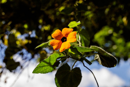 植物区系 春天 花的 花园 夏天 季节 花瓣 植物 颜色