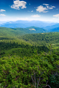 松木 风景 夏天 岩石 小山 高的 落下 喀尔巴阡山 照片