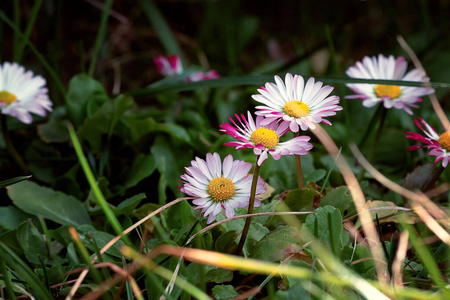 花园 特写镜头 领域 植物区系 颜色 开花 植物 美女 春天