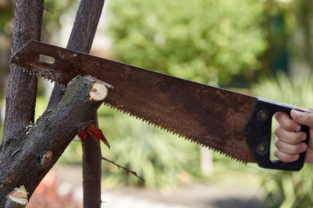 一个人用锯子和专业工具砍树.关心自然.春天花园.照片