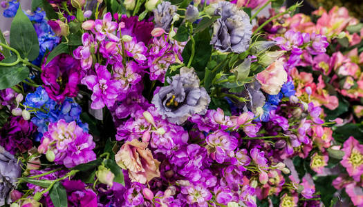 粉红色 花瓣 婚礼 紫色 花的 紫罗兰 生日 特写镜头 春天