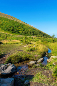 春天 朦胧 冷杉 公园 照片 喀尔巴阡山 场景 旅行 早晨