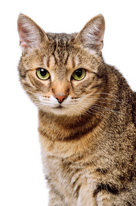 猫科动物 软的 成人 特写镜头 耳朵 可爱的 有趣的 毛茸茸的