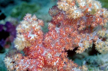 水族馆 生物学 绿松石 软的 珊瑚 暗礁 自然 动物群 液体