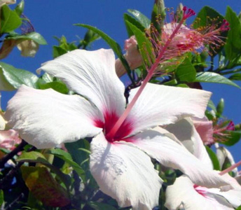 夏威夷 花园 开花 木槿 自然 植物