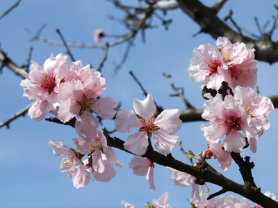 四月 粉红色 开花 日本人 植物区系 季节 春天 夏天 天空