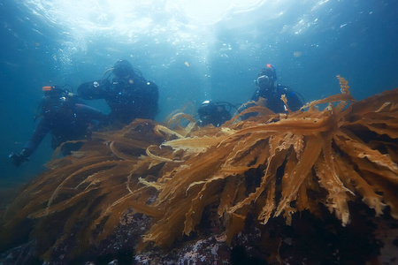 生态系统 海的 爱好 游泳 潜水员 暗礁 深的 潜艇 在下面