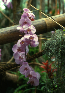 流血 闪耀 花儿 植物 兰花