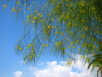 开花 树叶 天空 分支