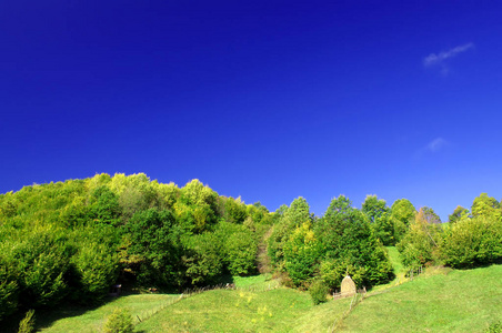 公园 旅行 颜色 风景 场景 领域 植物 森林 天空 木材