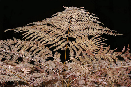 自然 蕨类植物 十一月 森林 真核生物 车前