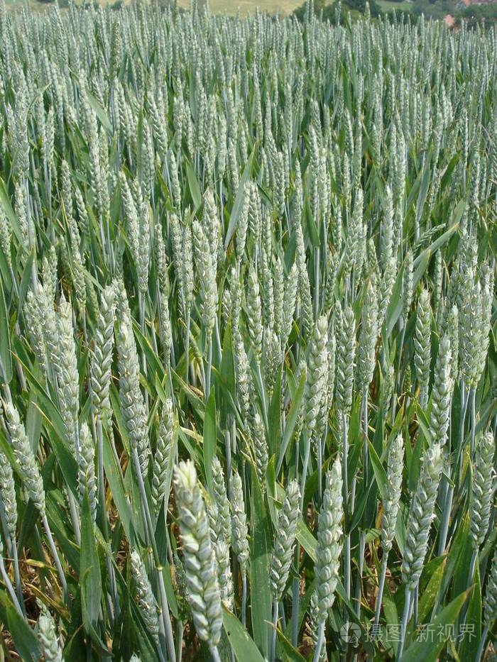 小麦 领域 谷类食品 农业 农用地 农事 纤维 粮食 营养