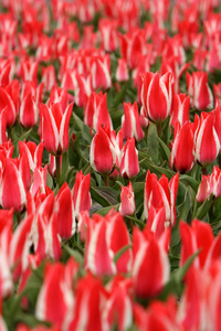 颜色 粉红色 园艺 植物学 自然 复活节 树叶 花瓣 植物