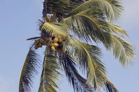 椰子 天空 细枝 加勒比 棕榈