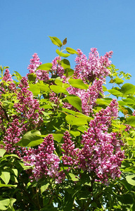 花园 丁香花 季节 开花 分支 卡片 美丽的 粉红色 紫罗兰