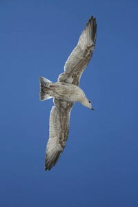 苍蝇 自然 羽毛 海鸥 天空 太阳 自由的 翅膀 飞行 航班