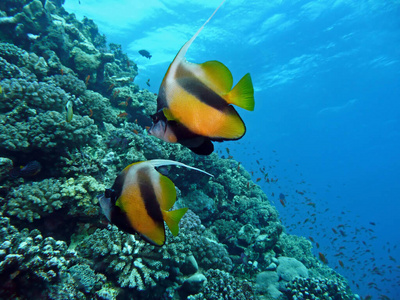 珊瑚 海洋 水下 假日 埃及 潜水 眼睛