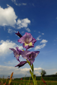 盛开 春天 花瓣 花的 花园 开花 美女 公园 植物区系