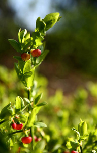 植物 食物 浆果 灌木 蓝莓 开花 土壤 蓝莓花 森林