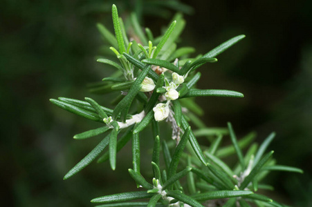 植物 花园 花儿 繁荣 自然 香料 流血 迷迭香 繁荣的