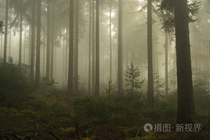 森林 秋天 冷杉 太阳 薄雾 云杉 自然 阳光