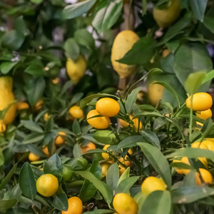 柠檬树枝上的一束新鲜的黄色成熟的柠檬。