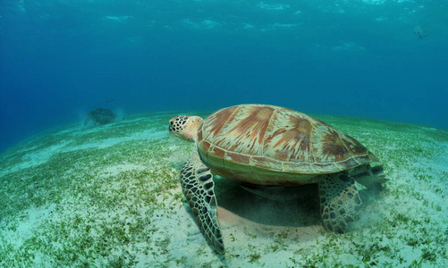 海床 亚洲 爬行动物 游泳 海洋 乌龟 鱼眼 水下 潜水