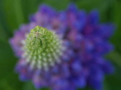 开花 自然 草地 紫罗兰 羽扇豆 美女 领域 植物区系 春天