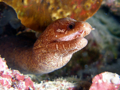 养蜂人 大西洋 特写镜头 海鳗 水族馆 动物 盐水 木兰科