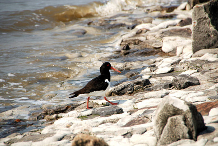保护 动物群 鸟类 净化 石头 波动 生物学 自然 瓦特