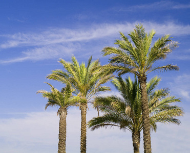 假日 夏季 自然 南方 天空 夏天 西班牙 棕榈 苍穹 植物