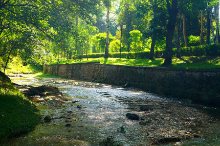 自然 夏天 风景 旅行 公园 森林 环境 美丽的