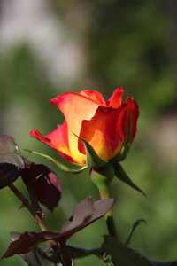 植物 繁荣 繁荣的 自然 开花 玫瑰