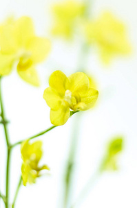 开花 粉红色 美女 婚礼 花的 春天 植物区系 浪漫的 花瓣