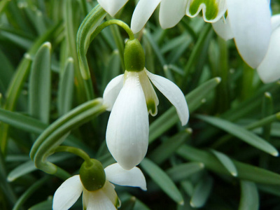 植物 植物区系 花园 森林 雪滴 草地 花瓣 盛开 植物学