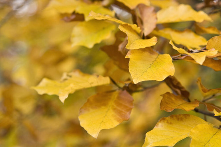 十月 颜色 秋天 季节 植物学 植物区系 九月 桦木 十一月