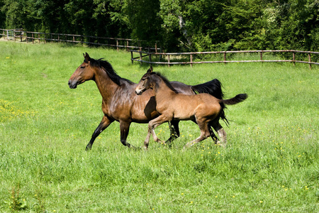 马科 法国 母马 小跑 欧洲 轮廓 照片 食草动物 马驹
