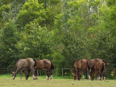 自然 草地 种马 母马 骑马 牧场 动物 马驹