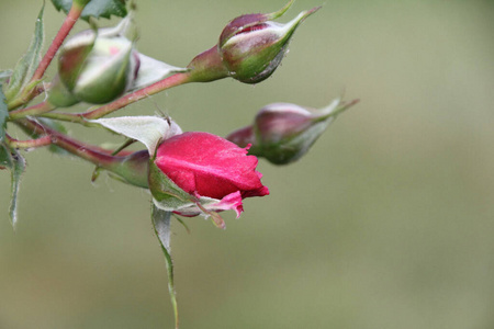 植物区系 自然 粉红色 植物学 蔷薇科 生物学 繁荣 繁荣的