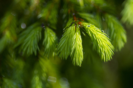 春天 亮绿色 生长 木材 季节 新的 自然 植物区系 松木