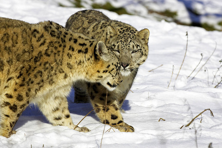 冬天 野生动物 豹子 哺乳动物 动物 亚洲 成人 食肉动物