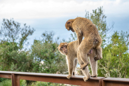 自然保护区野生动物中的猴图片